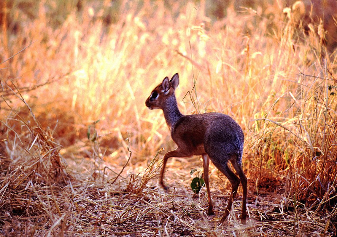 Dik-Dik - Tarangire